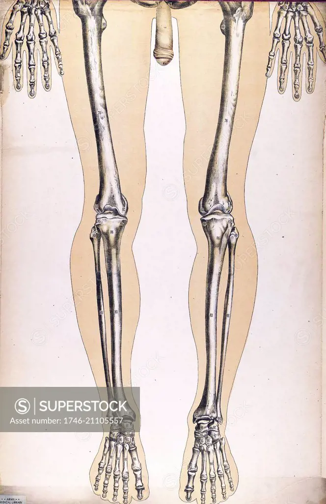 Anatomical illustrationfrom 'Le corps humain et grandeur naturelle', published by Bougle (Paris 1899)