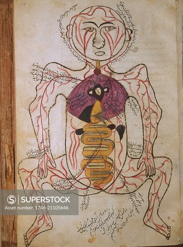 Illustration from 'Tashrih-i badan-I insan Anatomy of the Human Body' a Persian medical text (ca. 1390); by Mansur ibn Muhammad ibn Ahmad ibn Yusuf ibn Ilyas. this illustrated treatise, often called Mansur's Anatomy (Tashrih-i Mansur-I), was dedicated to the sultan Ziya' al-Din Pir Muhammad Bahadur, grandson of Timur, known to Europeans as Tamerlane