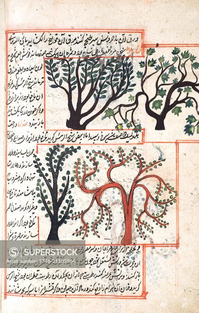 Illustration depicting The Shiab tree and the Shahbalout tree, from 1538 edition, of 'Kitb-I ajyb al-makhlqt va gharib al-mawjdt'. (Marvels of Things Created and Miraculous Aspects of Things Existing) a 12th century, Islamic, Persian scientific book by Zakary ibn Muammad Qazwn