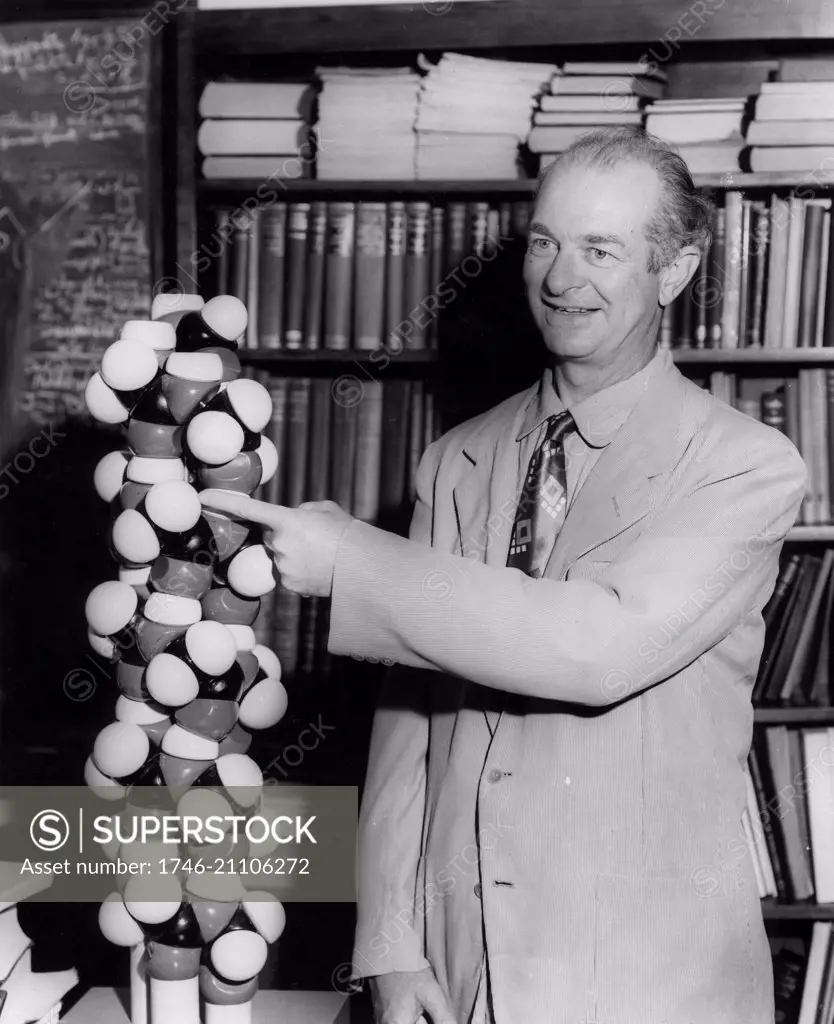 Linus Pauling standing in front of a bookshelf pointing to a molecular model 1954. Linus Pauling (1901-1994) American chemist. won the 1954 and 1962 Nobel Prize in Chemistry