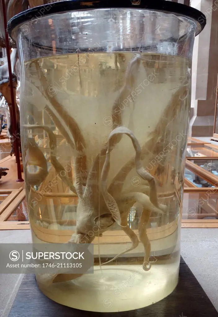 The Umbrella Squid (Histioteuthis bonnellii) preserved in formaldehyde. Dated 1835