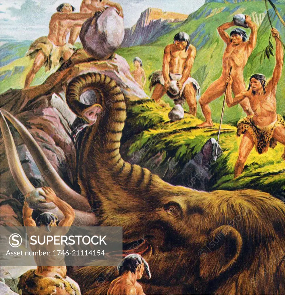 pre-historic cavemen hunt a Mastodon. 1940s Illustration. Mastodons are any species of extinct proboscideans in the genus Mammut, distantly related to elephants, that inhabited North and Central America, 10,000 to 11,000 years ago