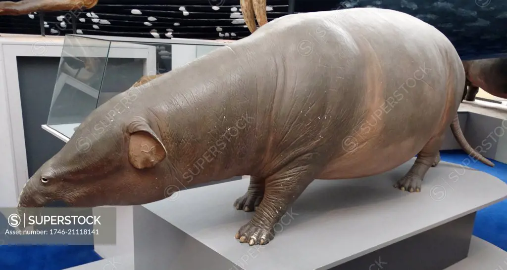 Model of Moeritherium Lyonsi a genus consisting of several extinct species. From Fayum, Egypt.