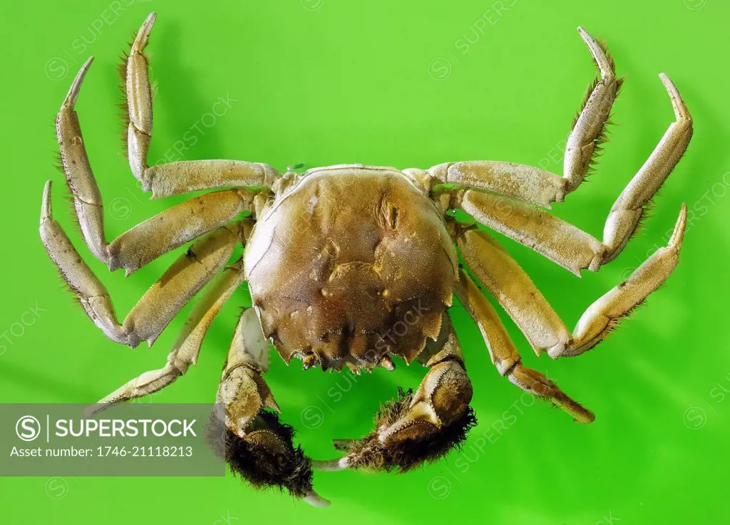 Chinese mitten crab, also known as the Shanghai hairy crab, is a medium-sized burrowing crab that is named for its furry claws