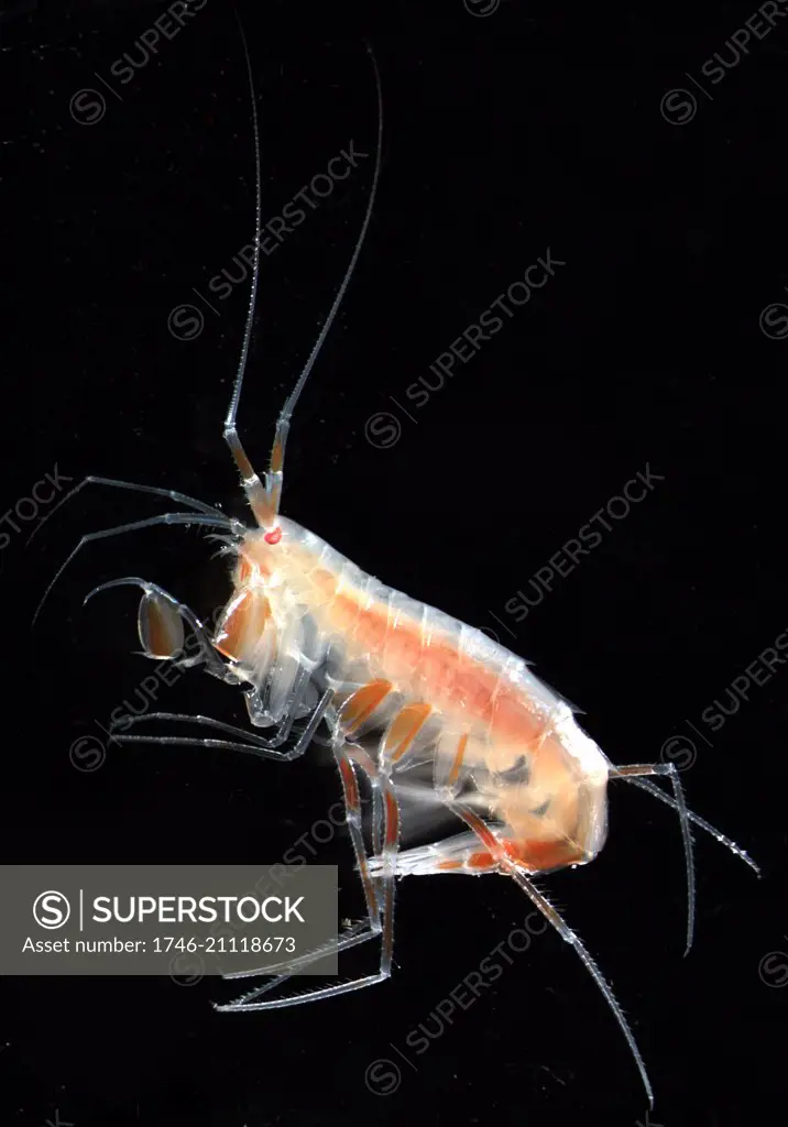 Eusirus holmii. Alaska, Beaufort Sea, North of Point Barrow. Photographed by Russ Hopcroft. Dated 2005