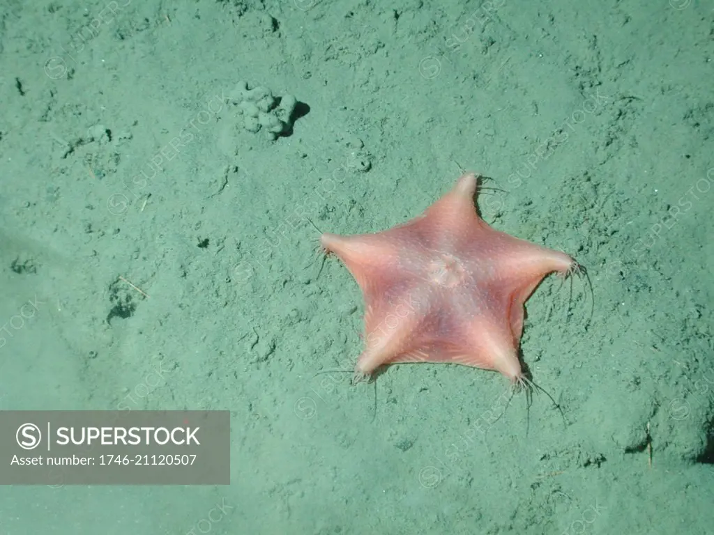 Orange webbed sea star (Hymenaster sp. or Pteraster sp.) at 2885 meters water depth.