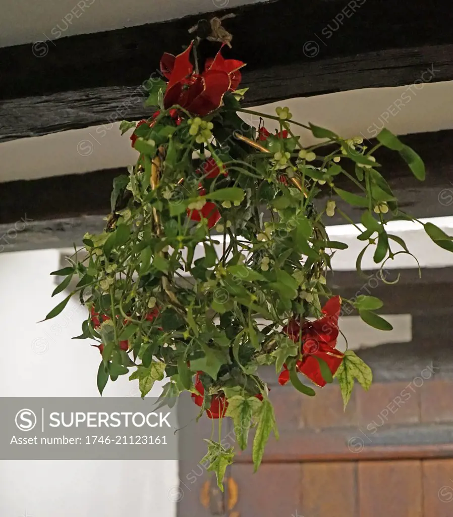 The Tradition of Mistletoe at Christmas. Mistletoe is a plant that grows on willow and apple trees (and in garden centres!). The tradition of hanging it in the house goes back to the times of the ancient Druids. It is supposed to possess mystical powers which bring good luck to the household and wards off evil spirits