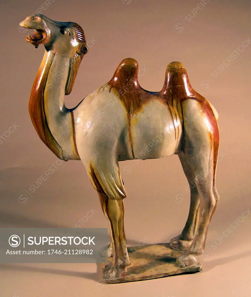 Two-humped bactrian camel. Max ht: 60 cm; Tang dynasty, China, 618 - 906 AD; Glazed pottery. The camel was one of the favourite subjects of the Tang potters.