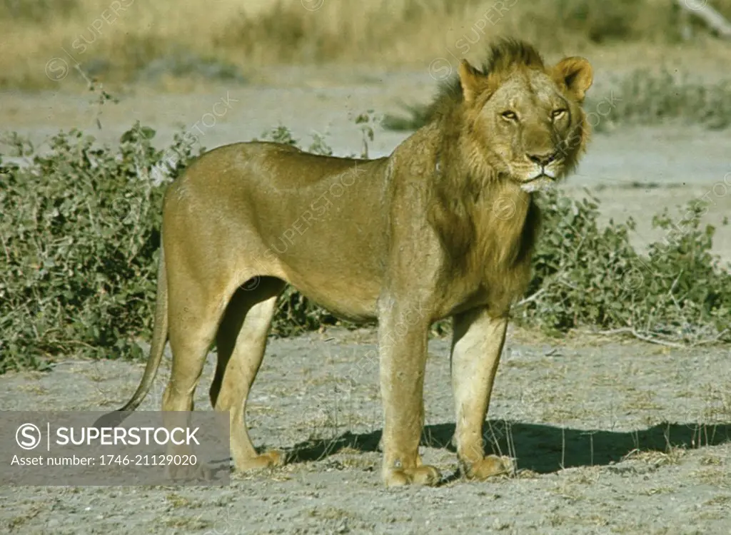 Young adult male lion hunting, Amboseli, Kenya, Africa, 1977.