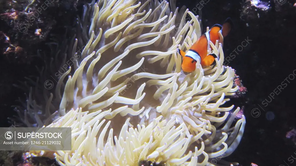 Anemone Fish; clownfish, Nemo.