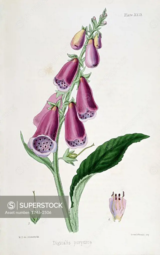 Foxglove (Digitalis purpurea) source of Digitalis. Used from Medieval times as emetic and purgative. After Withering (late 18th century) used as diuretic in dropsy. Not realised improvement due to heart stimulation. 19th century lithograph