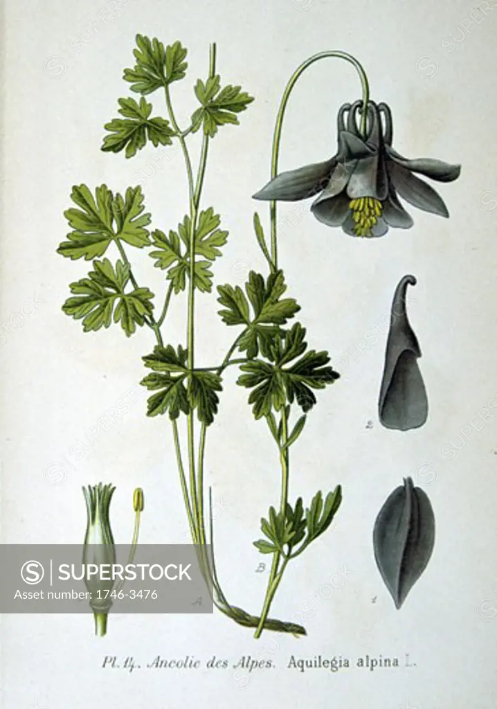 Alpine columbine (Aquilegia alpina),  from Amedee Masclef Atlas des Plantes de France