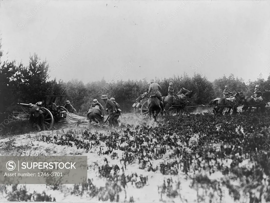 World War I 1914-1918: German artillery unit setting up a field gun under cover of a hedge. Team of horses and tender being moved away.