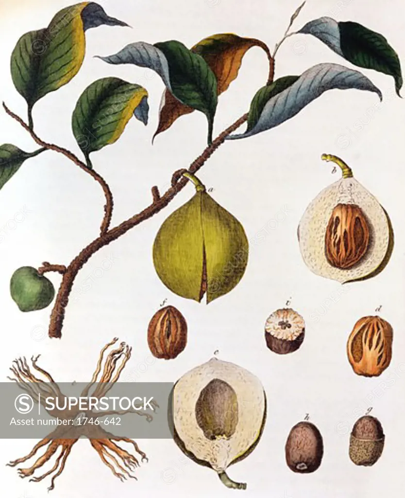 Nutmeg: Myrsitica fragrans, showing fruit containing nut surrounded by ari, the source of mace. Tree native to the Moluccas or Spice Islands, Indonesia. Dutch controlled the trade during 1600s. Hand-coloured engraving c1798