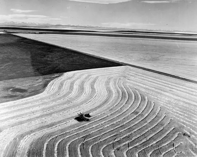 Photograph depicting wheat fields in Alberta with the Rocky Mountains in the background. Dated 20th Century