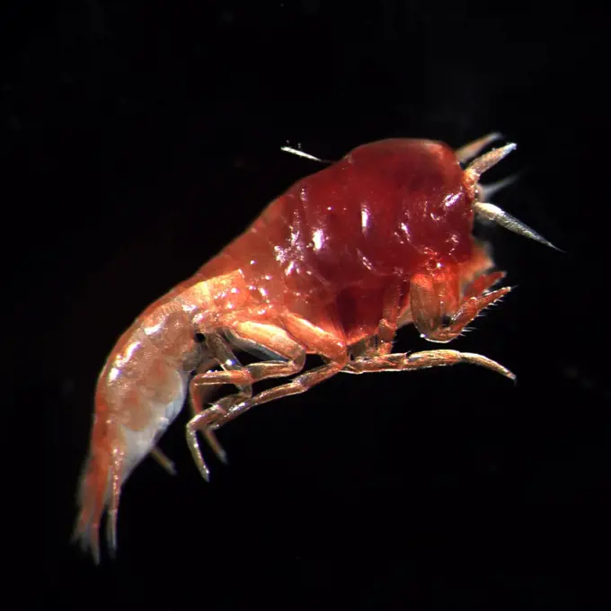 Commensal amphipod. Alaska, Beaufort, North of Point Barrow. Photographed by Russ Hopcroft. Dated 2005