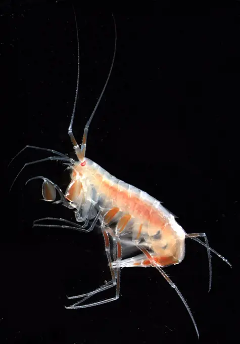 Eusirus holmii. Alaska, Beaufort Sea, North of Point Barrow. Photographed by Russ Hopcroft. Dated 2005