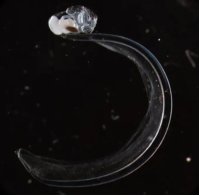 Deep-water species of Larvacean. Alaska, Beaufort Sea, North of Point Barrow. Photographed by Russ Hopcroft. Dated 2005