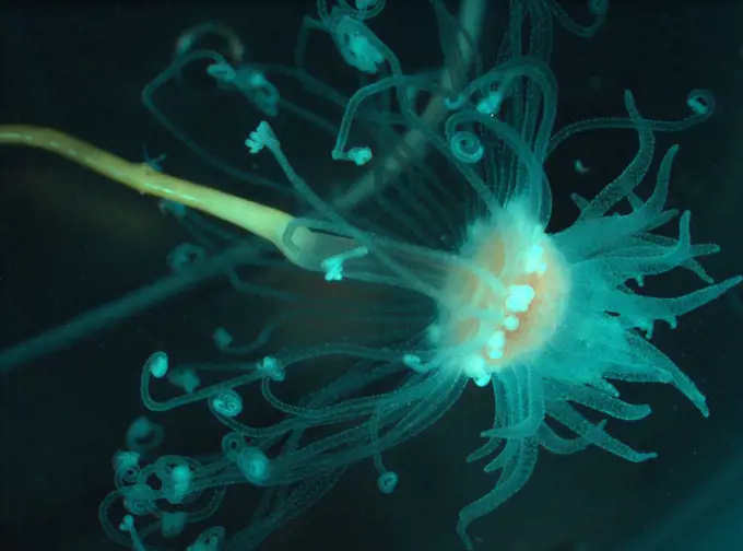 Cnidaria, a species of animals found exclusively in aquatic environments: they are predominantly marine species. Alaska, Beaufort Sea, North of Point Barrow. Photographed by Bodil Bluhm