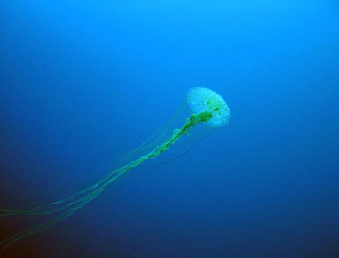 Chrysaora, a large jellyfish, drifts underneath the Arctic ice. Alaska, Beaufort Sea, North of Point Barrow. Photographed by Katrin Iken. Dated 2005