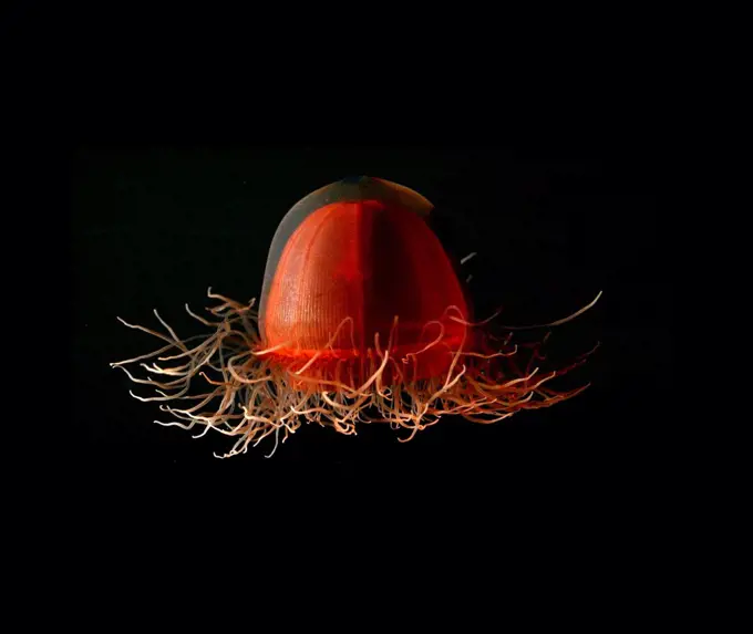 Crossota sponge, a deep red medusa found just off the bottom of the deep sea. From Alaska, Beaufort Sea, North of Point Barrow. Photographed by Kevin Raskoff. Dated 2005