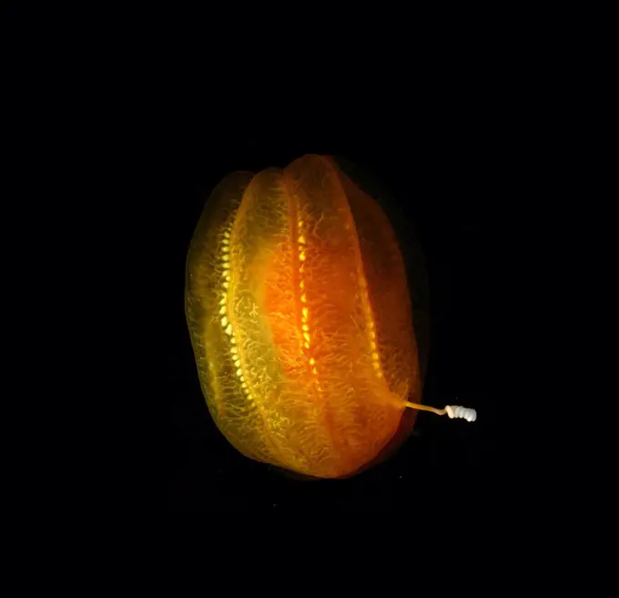 cydippid ctenophore from the deep waters of the Arctic Ocean. From Alaska, Beaufort Sea, North of Point Barrow. Photographed by Kevin Raskoff. Dated 2005