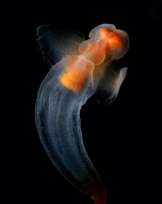 Clione, a shell-less snail known as the Sea Butterfly swims in the shallow waters beneath Arctic ice. Alaska, Beaufort Sea, North of Point Barrow. Photographed by Kevin Raskoff. Dated 2005