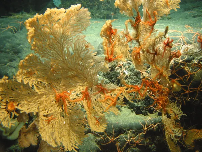 Gulf of Alaska Seamount Expedition. Large primnoid coral loaded with brittle stars on Dickins Seamount.