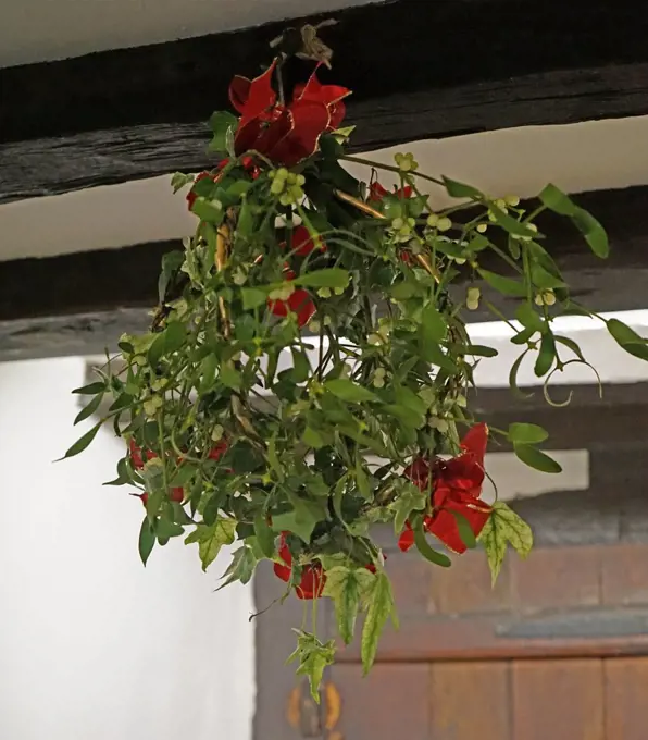 The Tradition of Mistletoe at Christmas. Mistletoe is a plant that grows on willow and apple trees (and in garden centres!). The tradition of hanging it in the house goes back to the times of the ancient Druids. It is supposed to possess mystical powers which bring good luck to the household and wards off evil spirits