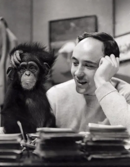 Desmond Morris with the chimpanzee Congo on the Zootime TV programme from the London Zoo, 1956.