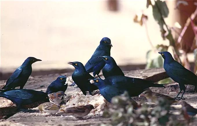 Glossy Starlings, Maralal, Kenya, Africa.