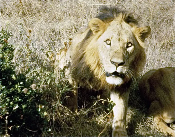 Aggressive male lion, Nairobi National Park, Kenya, Africa