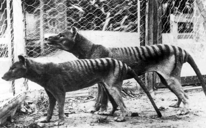 Now extinct, Tasmanian Tiger (thylacine) in Hobart Zoo Tasmania;Australia. 1933