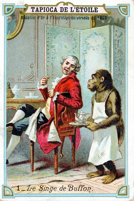 Georges-Louis Leclerc, Comte de Buffon (1707-88) French naturalist, being waited on by his trained chimpanzee. French trade card issued c1890. Chromolithograph.