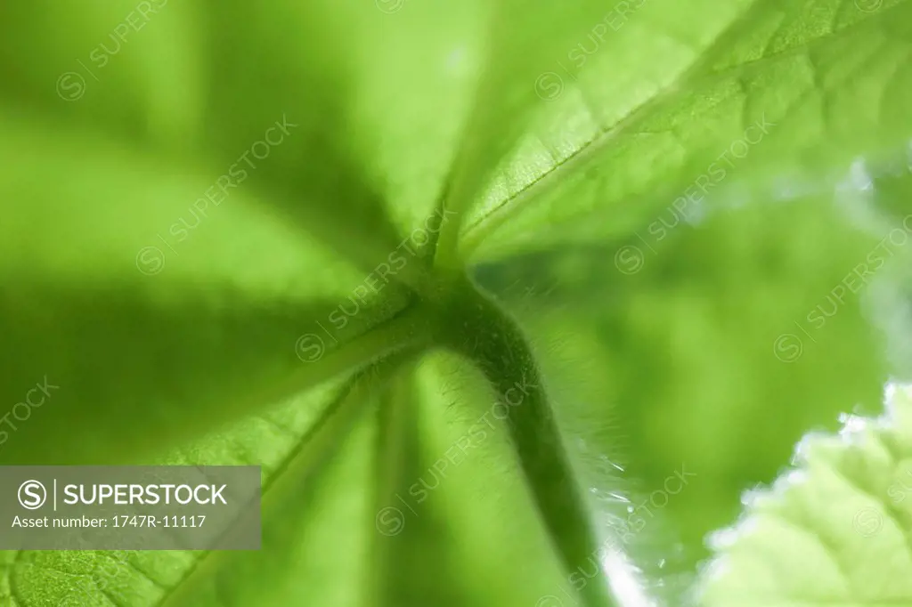 Underside of leaf, extreme close-up