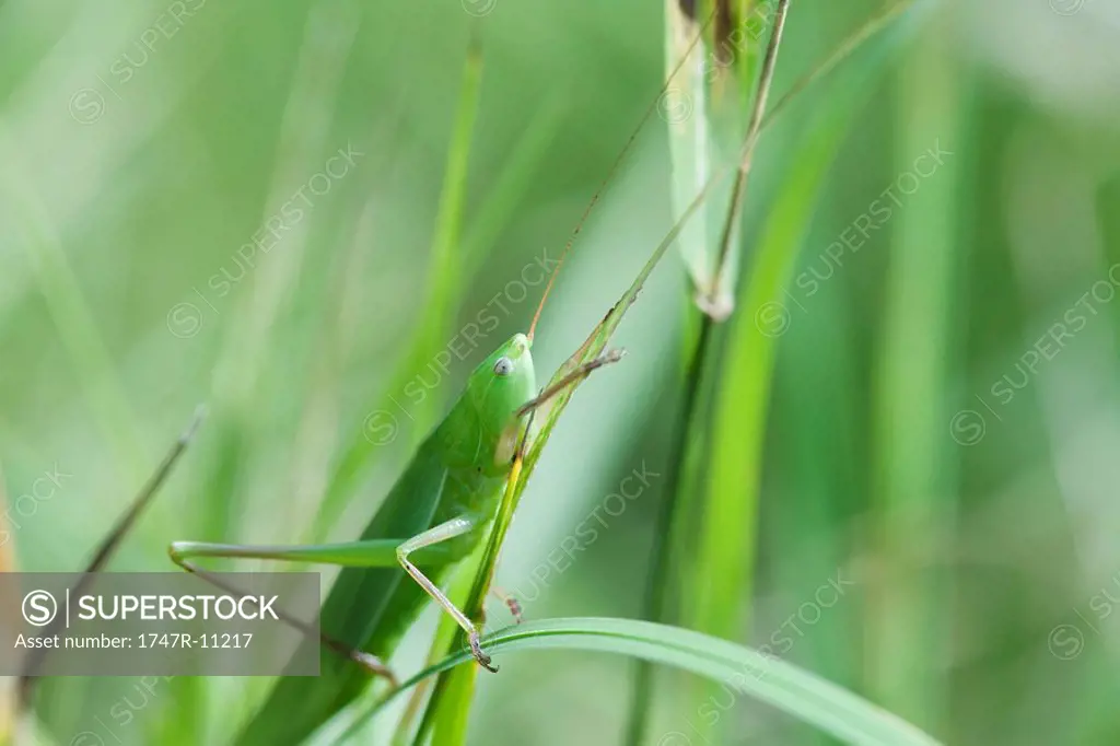 Grasshopper feeding on grass