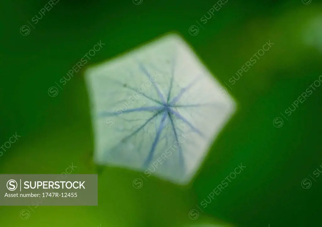 Balloon flower bud