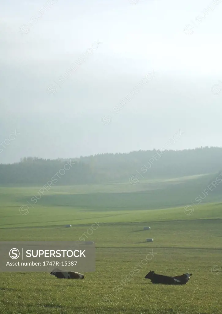 Cows lying down in pasture