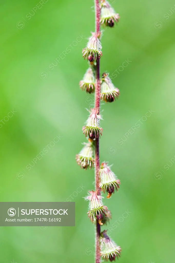 Flower buds on stem