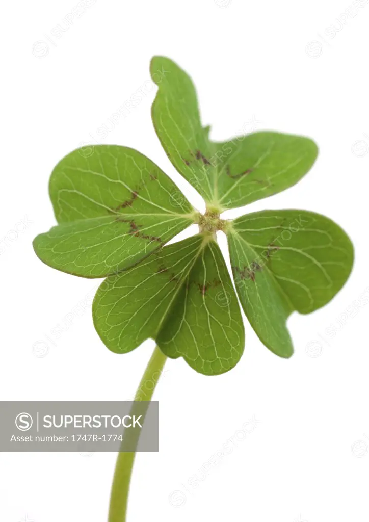 Shamrock, close-up