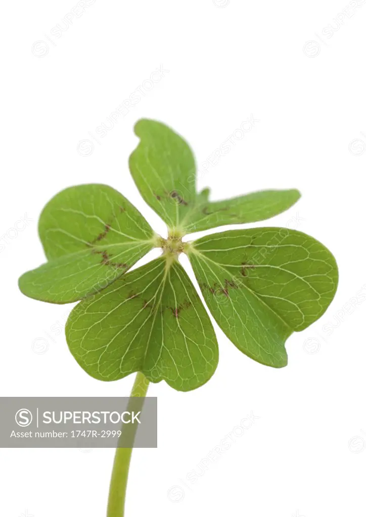 Shamrock