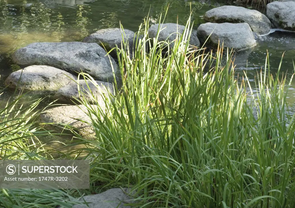 Stepping stones through stream