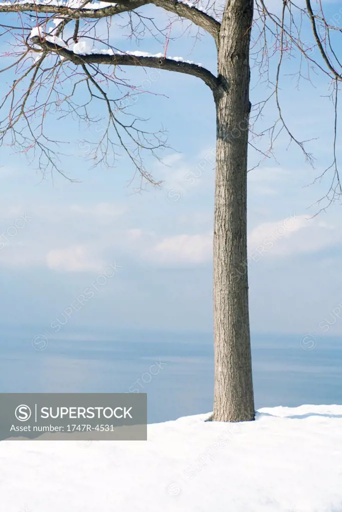 Tree in snow, by edge of lake