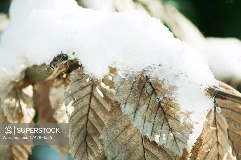 Snow-covered leaves