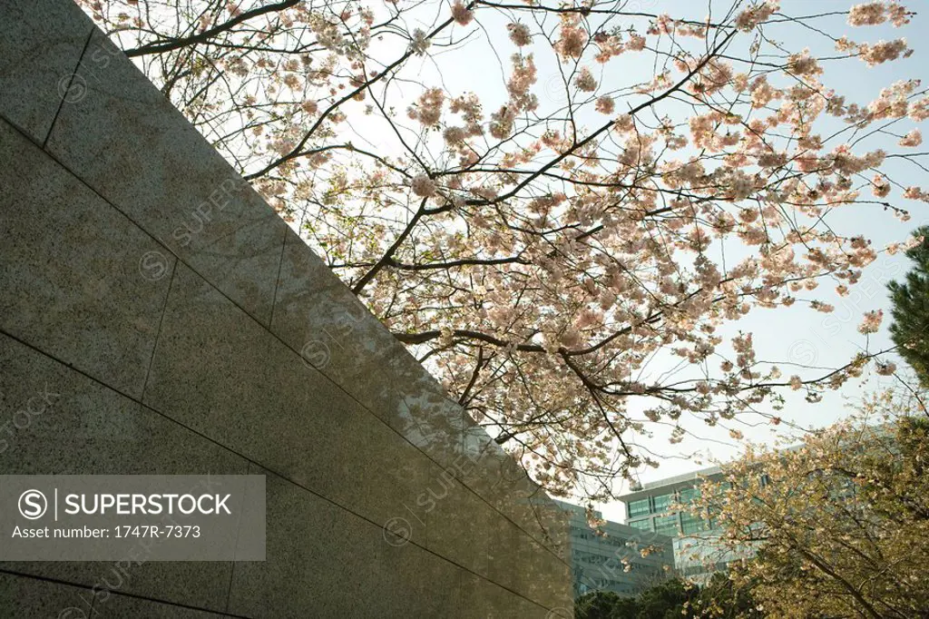 Tree in blossom and wall