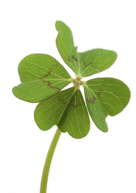 Shamrock, close-up