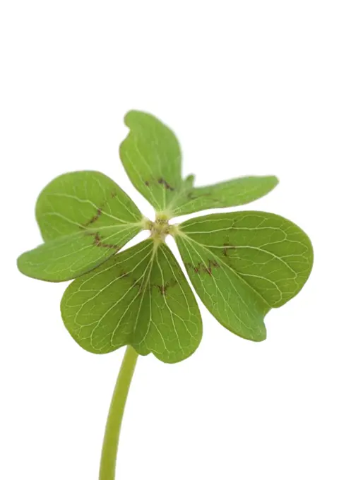 Shamrock