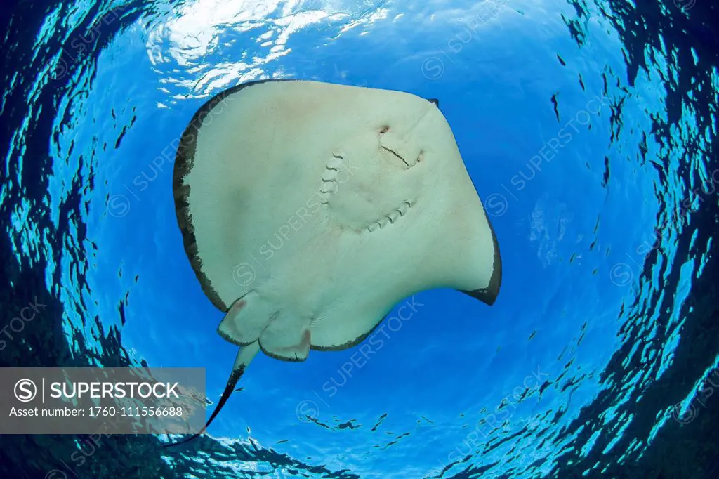 The Broad stingray (Dasyatis latus), also known as the Brown stingray or Hawaiian stingray, is the predominant species of stingray in the inshore wate...