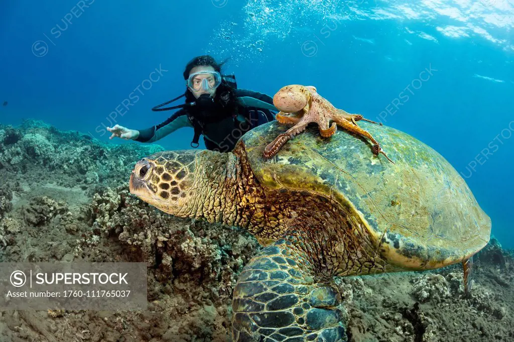 A diver watches on as a Day octopus (Octopus cyanea) hitches a ride on a Green sea turtle (Chelonia mydas); Hawaii, United States of America