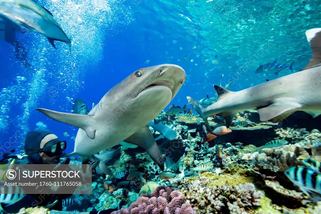 Whitetip reef sharks (Triaenodon obesus) and various reef fish crowd the top of a Fijian reef during a shark feeding in Beqa Lagoon; Fiji